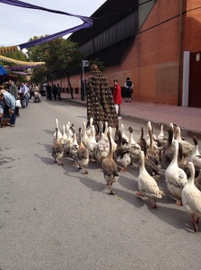 Also from the festival: A man leading a gaggle of geese.