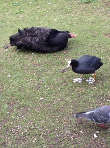 Eventually, made it back to London city and walked through St. James Park. Still confused by this bird.